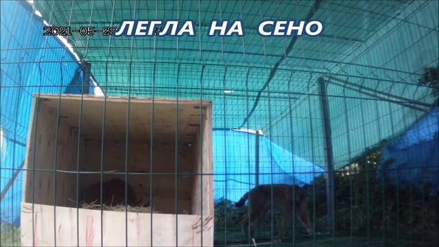 Рысь готовит уютное логово для рысят_ Сделали новый домик. смотреть онлайн