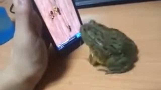Fun With Frog)__Прикол с лягушкой)