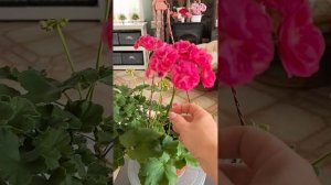 Survivor Idols Rosalinda Пеларгония