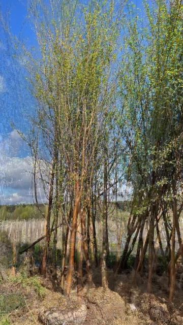 Черемуха Маака смотреть онлайн