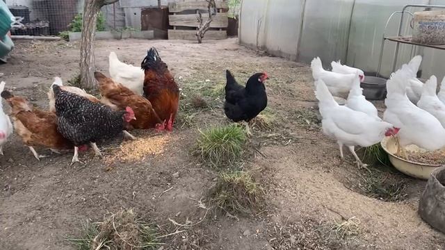 ДОМАШНИЕ КУРЫ