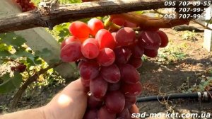 Виноград Пестрый - 2024