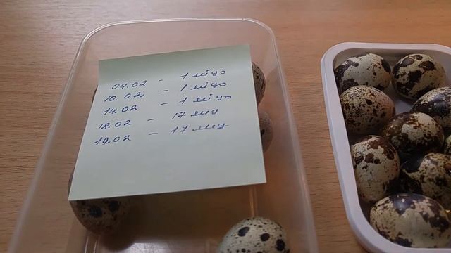 Инкубация фермерских и магазинных яиц в домашних условиях на батарее смотреть онлайн