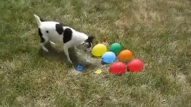 Собака против шариков смотреть онлайн