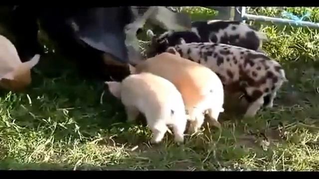 Интересное Видео Лучшие Приколы Юмор Смех Игры Драки смотреть онлайн