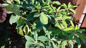 Осенний вечнозеленый сад у Вани в Армавире, зона 6 Б