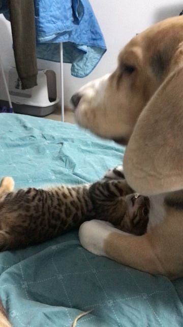 Знакомство Рыси и Дэндика