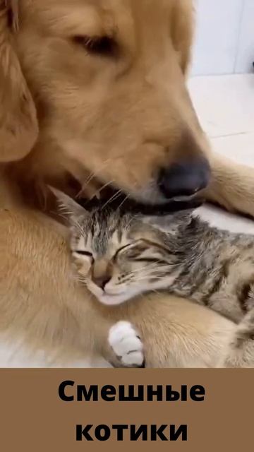 🐶🐱Смешные котики, смеялась до слез #shorts 🐶🐱 смотреть онлайн