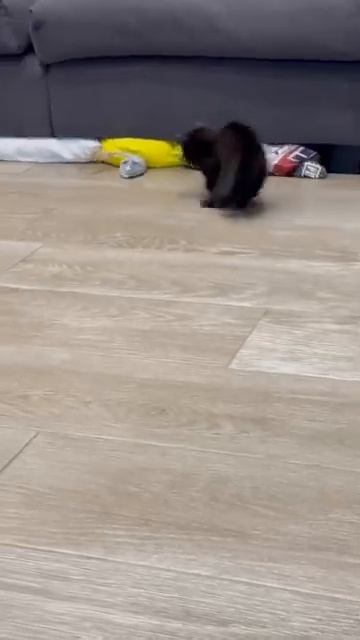 МЫШЬ НАПУГАЛА КОШКУ смотреть онлайн