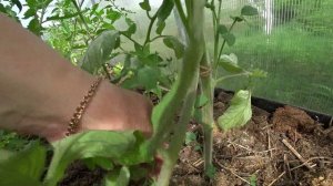 Пасынкование томатов