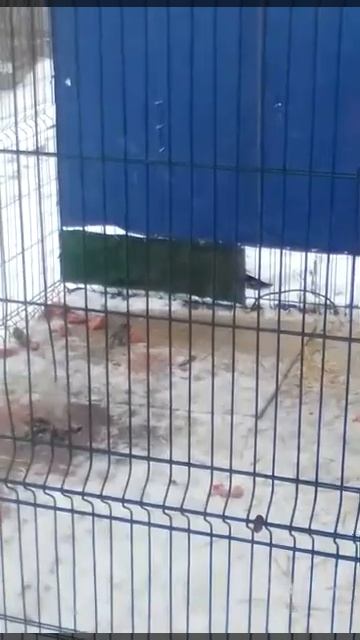 СИНИЧКИ ЕДЯТ МЯСО У ХИЩНИКОВ В ВОЛЬЕРЕ смотреть онлайн