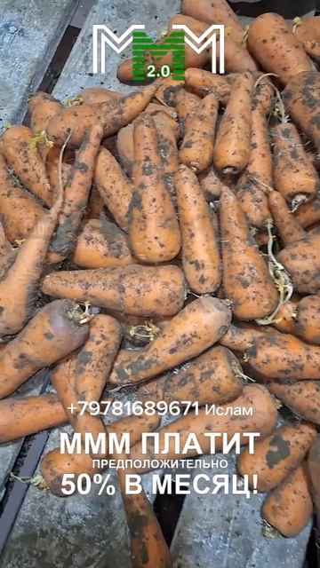 Морковь 🥕 супер сетевого качество!Холодильное хране? смотреть онлайн