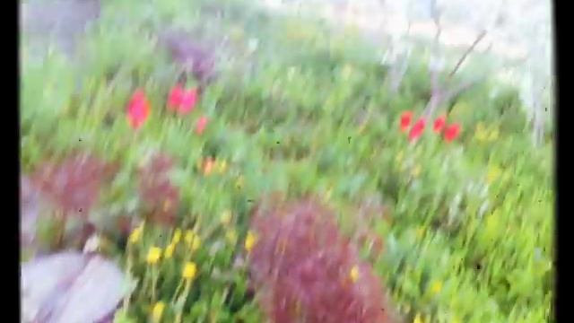 ..нашь чудесный сад 💞 смотреть онлайн