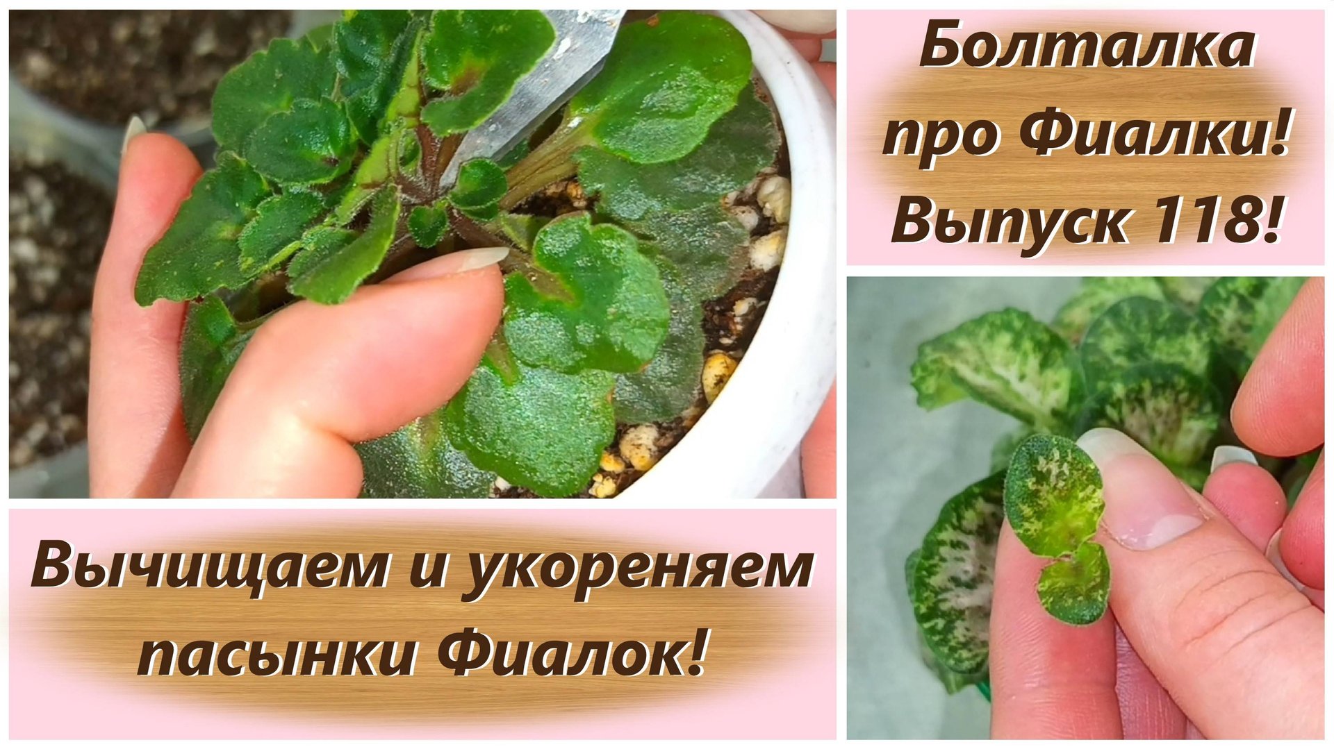 Болталка про Фиалки! Выпуск 118! Вычищаем и укореняем пасынки Фиалок! смотреть онлайн