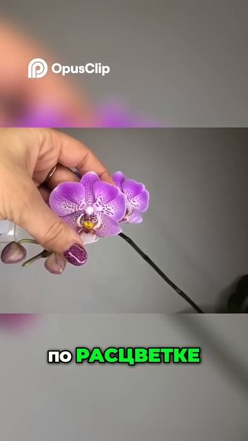 Странности Цветения Джиллиона: В Чём Причина? 🌸 #Орхи? смотреть онлайн