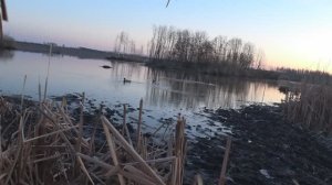Охота на селезня с подсадной.Сразу два селезня.