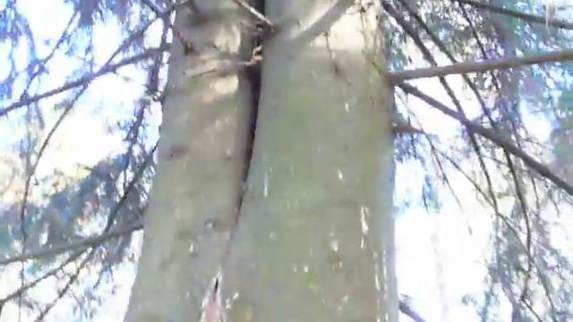 Чудо природы смотреть онлайн