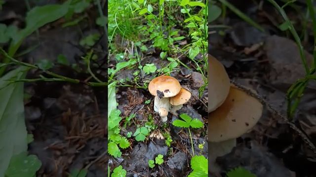 Первые мои белые грибы в Ленинградской обл. 2024 #грибы #? смотреть онлайн