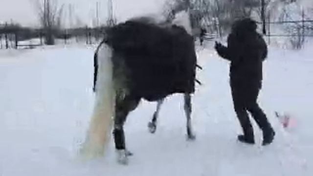 Приколичи смотреть онлайн