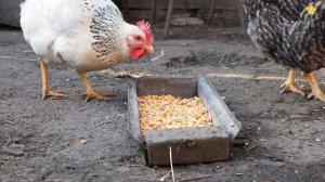 Животные для детей Сборник 25 мин. Как говорят животные Звуки животных