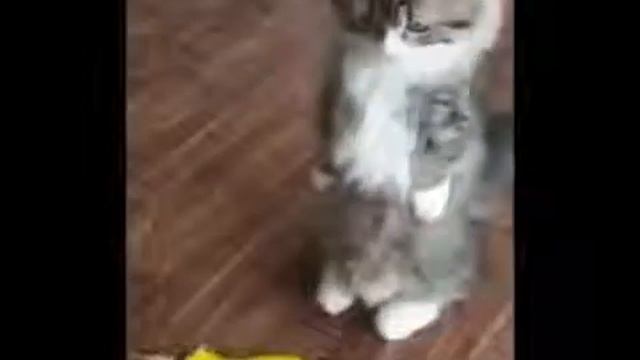 Приколы кошек смотреть онлайн