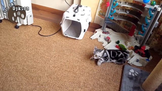 🐾😺 КОТиК ДИКСОН ЯРКАЯ ОХОТА ЗА ПЕРЫШКОМ НАЧАЛАСЬ Смешное видео с кошками 2016 HD смотреть онлайн