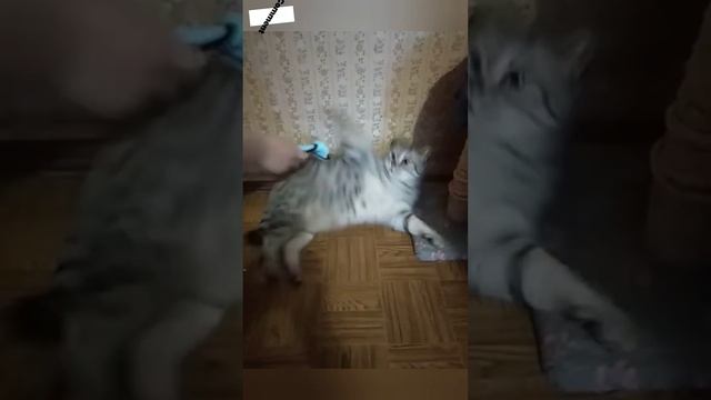 интересные, прикольные, любопытные видео. Смотрите всё в одном большом видосике. смотреть онлайн