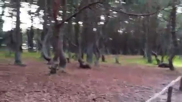 Танцующий лес смотреть онлайн