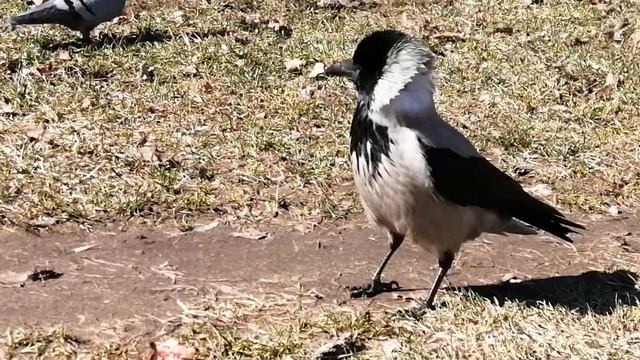 Дикие вороны не любят есть из миски / Wild crows don't like eating fro смотреть онлайн