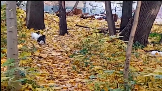 Кототерапия. Cattherapy. День глазами кошки. смотреть онлайн
