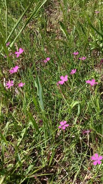 гвоздика для мытья волос!!! смотреть онлайн