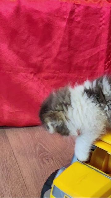 Котенок и желтый самосвал. #шорты 4k смотреть онлайн