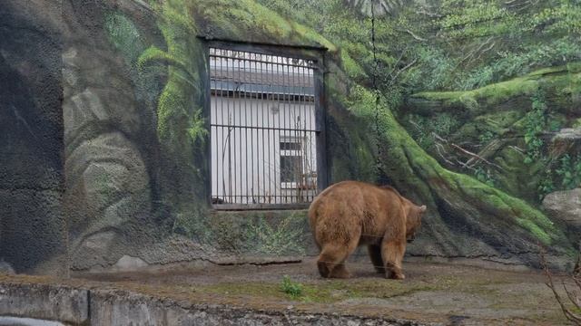 Бурый медведь (зоопарк, Ростов-на-Дону, апрель 2015) смотреть онлайн
