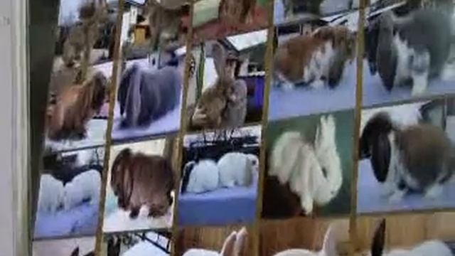 1-я Выставка Птицы и кроликов.Беларусь. смотреть онлайн