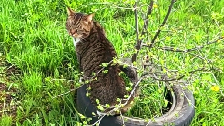 Займи , но выпей... Ни на шаг от меня... смотреть онлайн