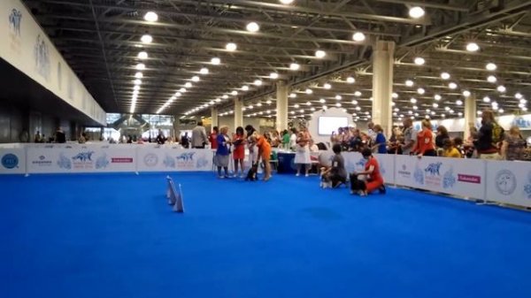 26.06.2016, MOSCOW, NATIONAL SPECIAL DOG SHOWS 2016, CHINESE CRESTED DOG