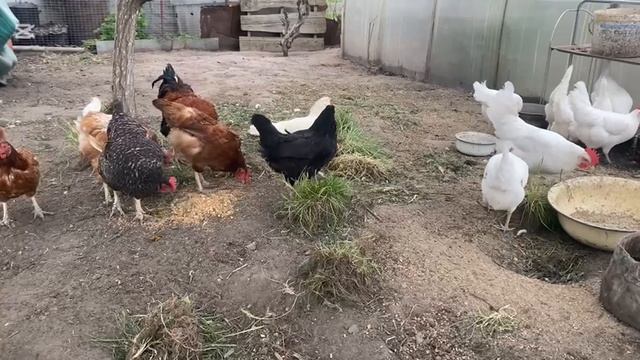 ДОМАШНИЕ КУРЫ