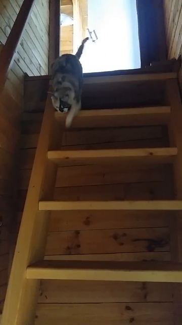 Сима спускается по лестнице смотреть онлайн