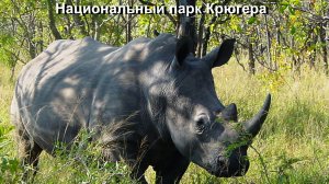 НАЦИОНАЛЬНЫЙ ПАРК КРЮГЕРА