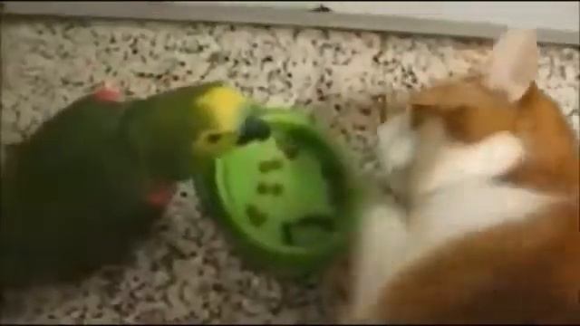 Кот не понял юмора смотреть онлайн