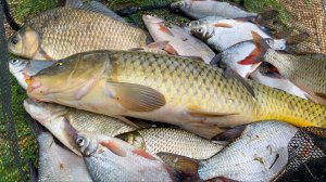 ТУТ САЗАНЫ КИШАТ, А ВОДЫ НИ ШИША! НЕРЕСТИЛИЩА СУХИЕ. РЫБАЛКА НА ЖМЫХ, ДОНКУ И  ПОПЛАВОК. Астрахань.