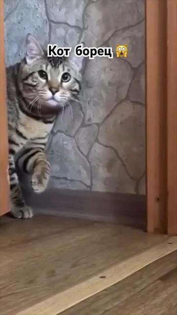 Кот борец🙀#мем #кот #борьба #смешныевидео #tito_ice смотреть онлайн