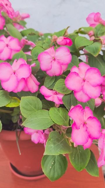 Бальзамин #цветы #flowers