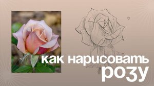 Рисуем идеальную розу: подробный мастер-класс для всех уровней мастерства!