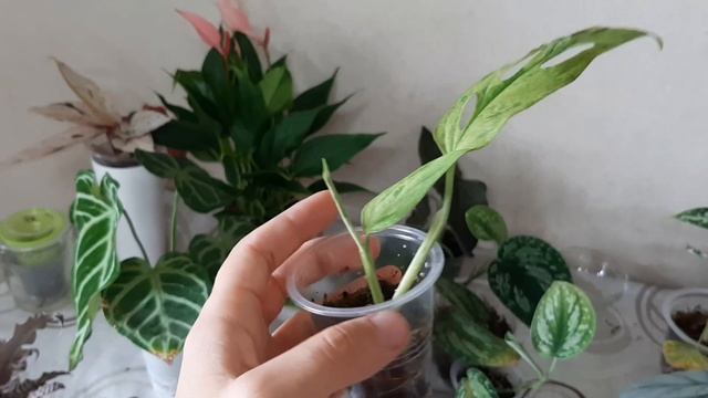 Большая пересадка смотреть онлайн