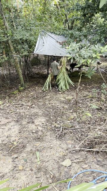 Пятнистые олени в ботаническом саду в Таиланде смотреть онлайн