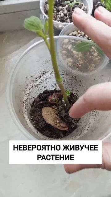 что с ней делать? 😁 #огороднаподоконнике #дача #огород смотреть онлайн