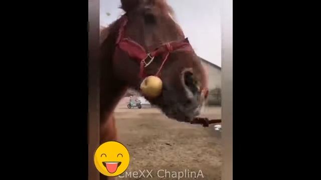 Новые Отборные ржачные приколы для взрослых! BEST HUMOR ! #19 выпуск смотреть онлайн