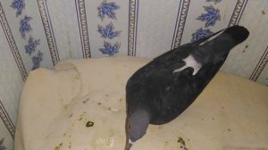 Голубь Баря ухаживает за голубкой Буркой