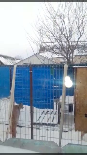 РЫСИ - ВОТ ТАКАЯ ЛЮБОВЬ смотреть онлайн